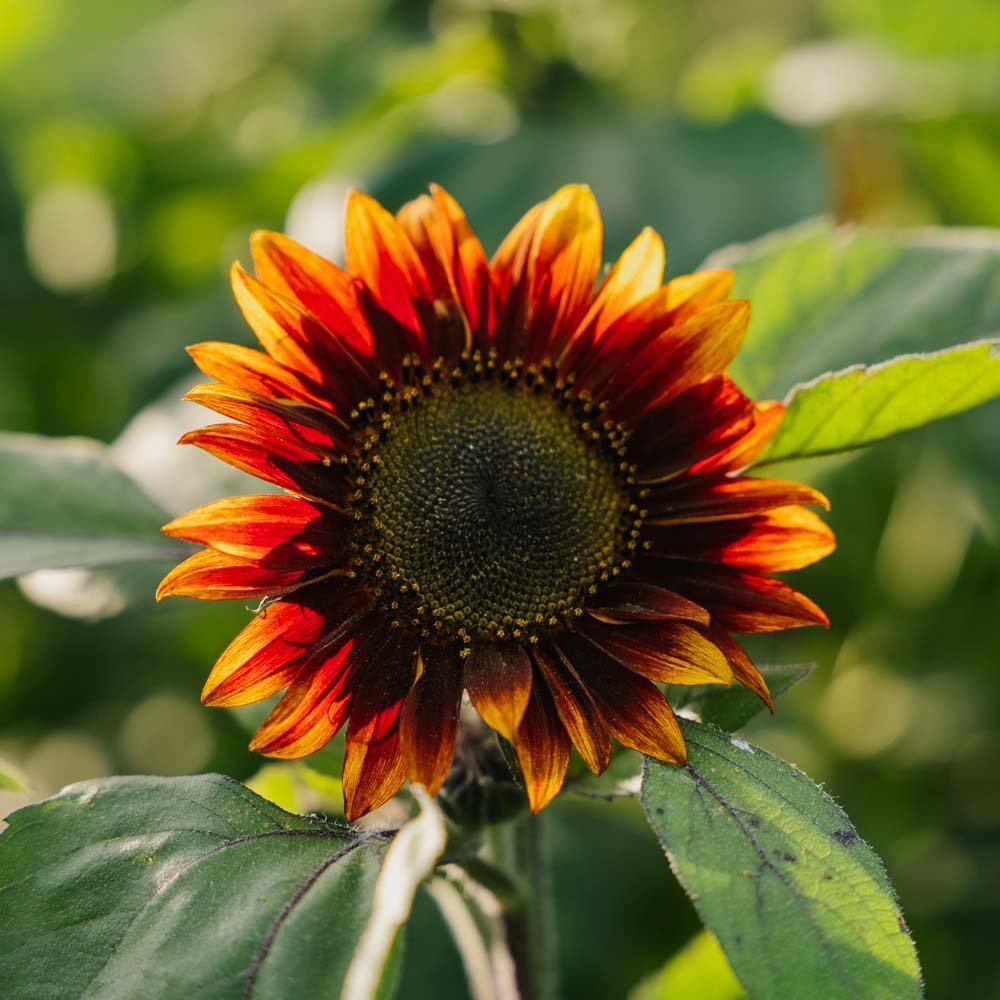 Rød solsikke medium - 20 Økologiske Frø