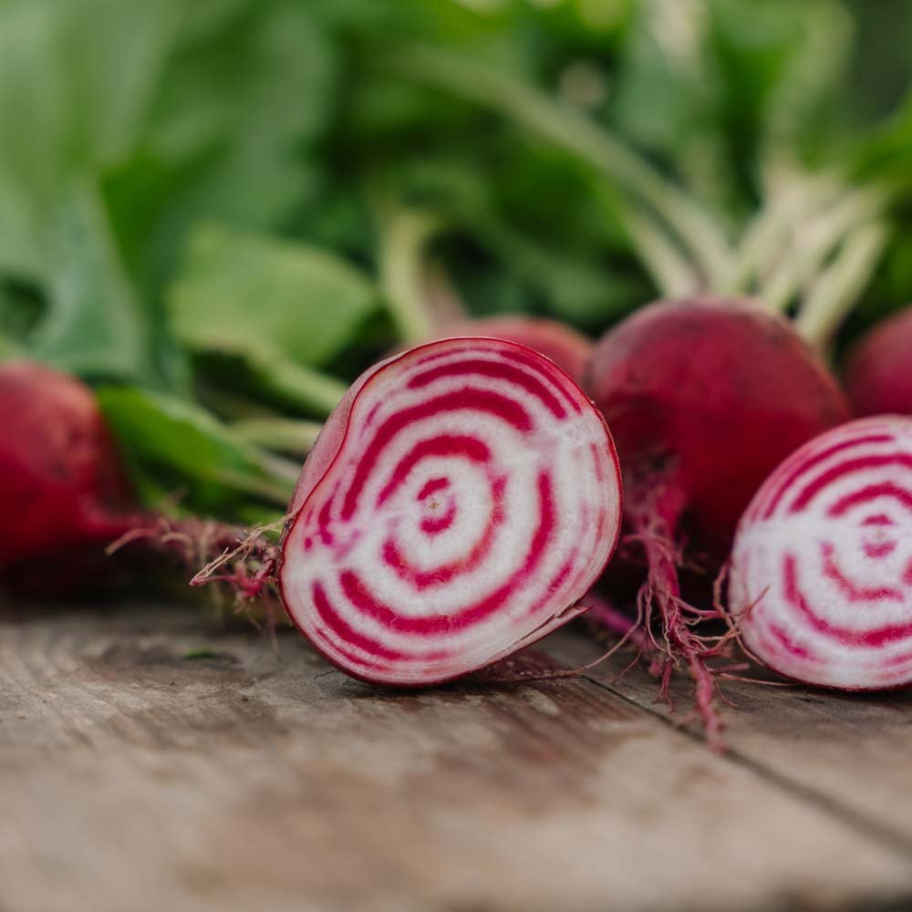 Rødbete frø 'Chioggia' - 50 Økologiske Frø