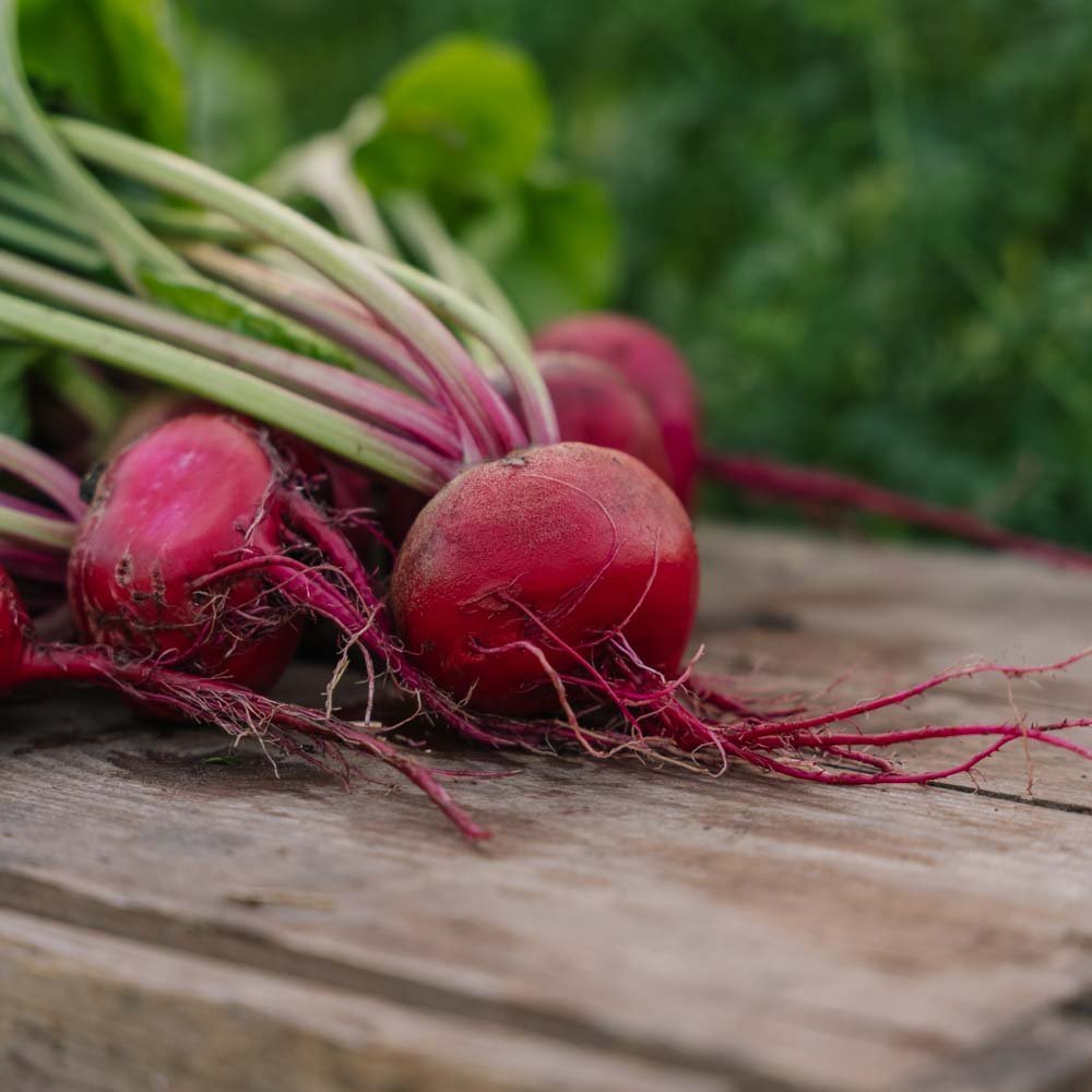 Rødbete frø 'Chioggia' - 50 Økologiske Frø