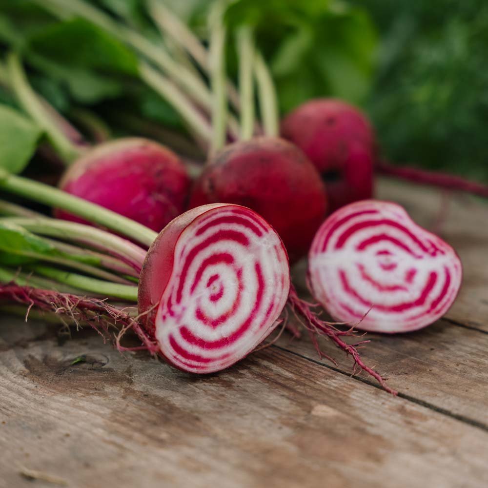 Rødbete frø 'Chioggia' - 50 Økologiske Frø