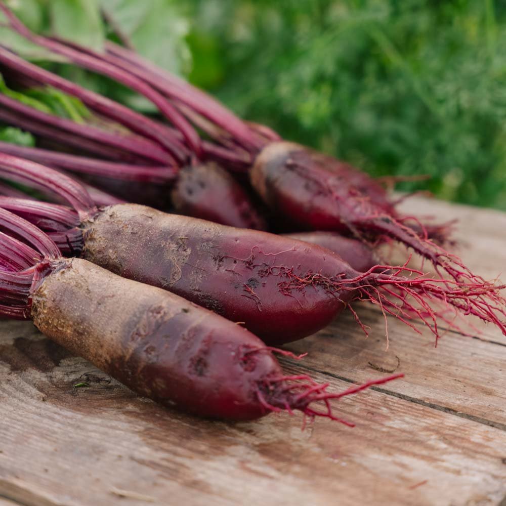 Rødbete frø 'Cylindra' - 50 Økologiske Frø