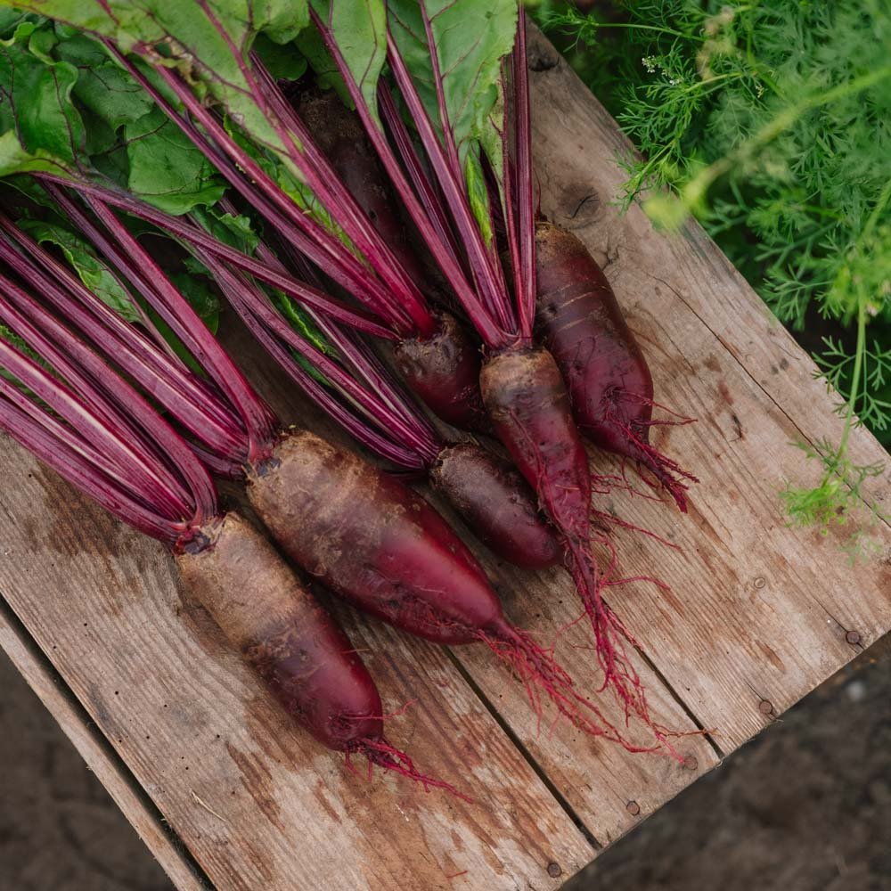 Rødbete frø 'Cylindra' - 50 Økologiske Frø