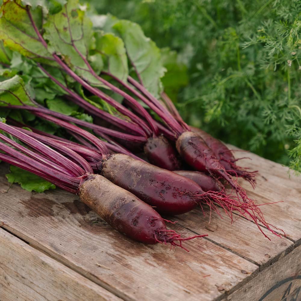 Rødbete frø 'Cylindra' - 50 Økologiske Frø