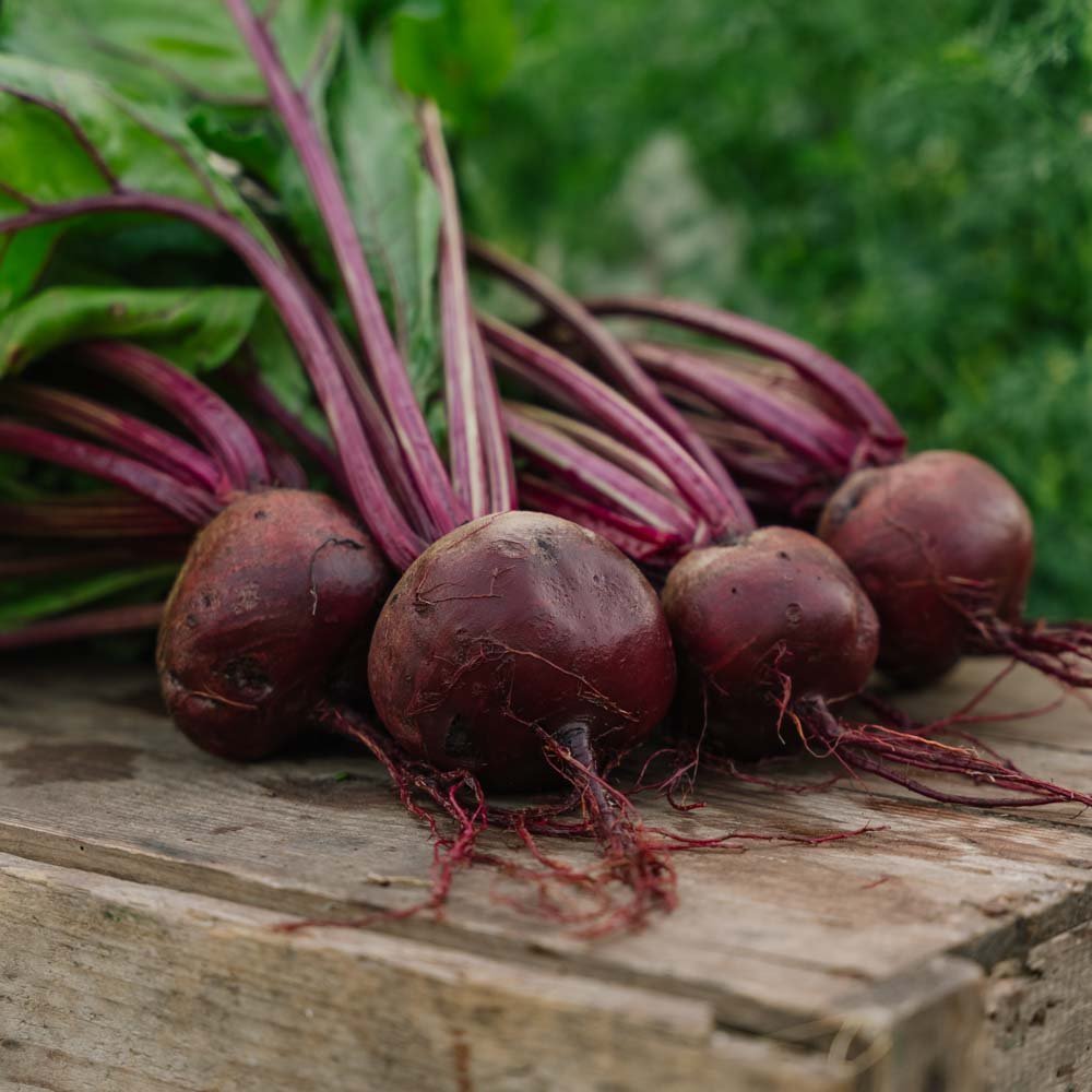 Rødbete frø 'Detroit 2' - 50 Økologiske Frø