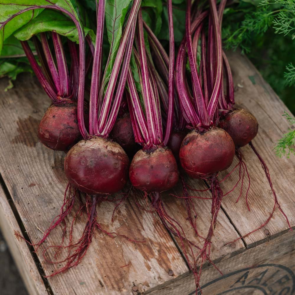 Rødbete frø 'Detroit 2' - 50 Økologiske Frø