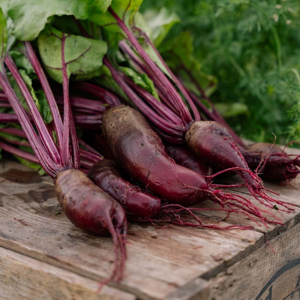 Rødbete frø 'Foniro' - 50 Økologiske Frø