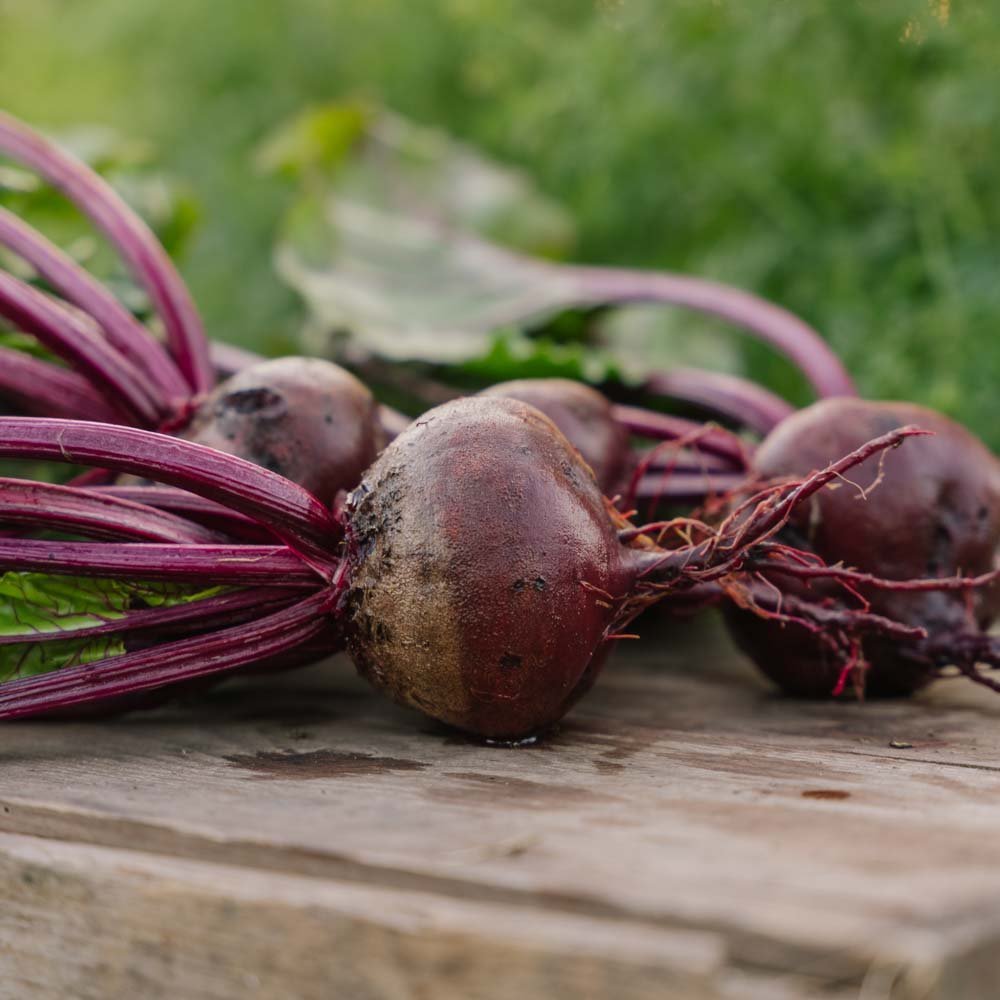 Rødbete frø 'Platronde' - 50 Økologiske Frø