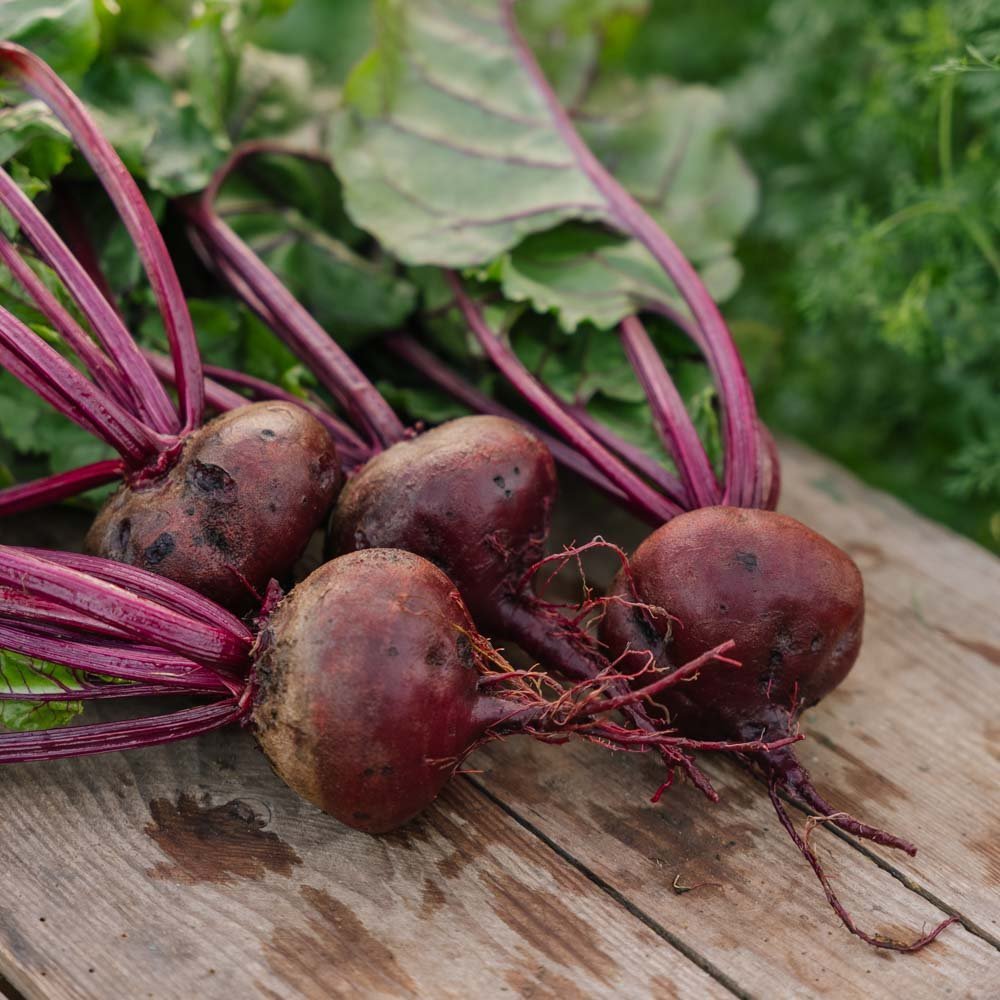 Rødbete frø 'Platronde' - 50 Økologiske Frø