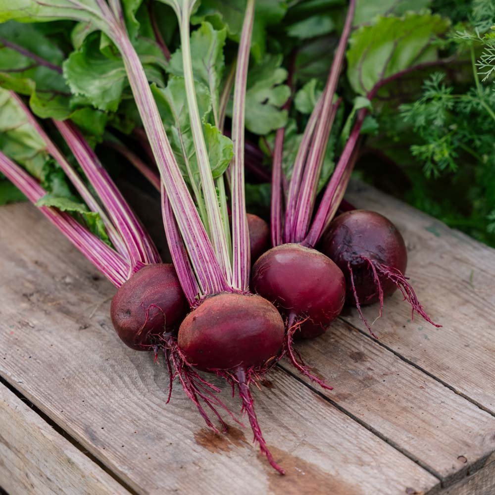 Rødbete frø 'Rouschka' - 50 Økologiske Frø