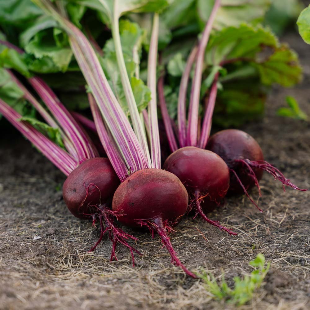 Rødbete frø 'Rouschka' - 50 Økologiske Frø