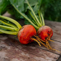 Rødbete frø 'Wintersonne' - 50 Økologiske Frø