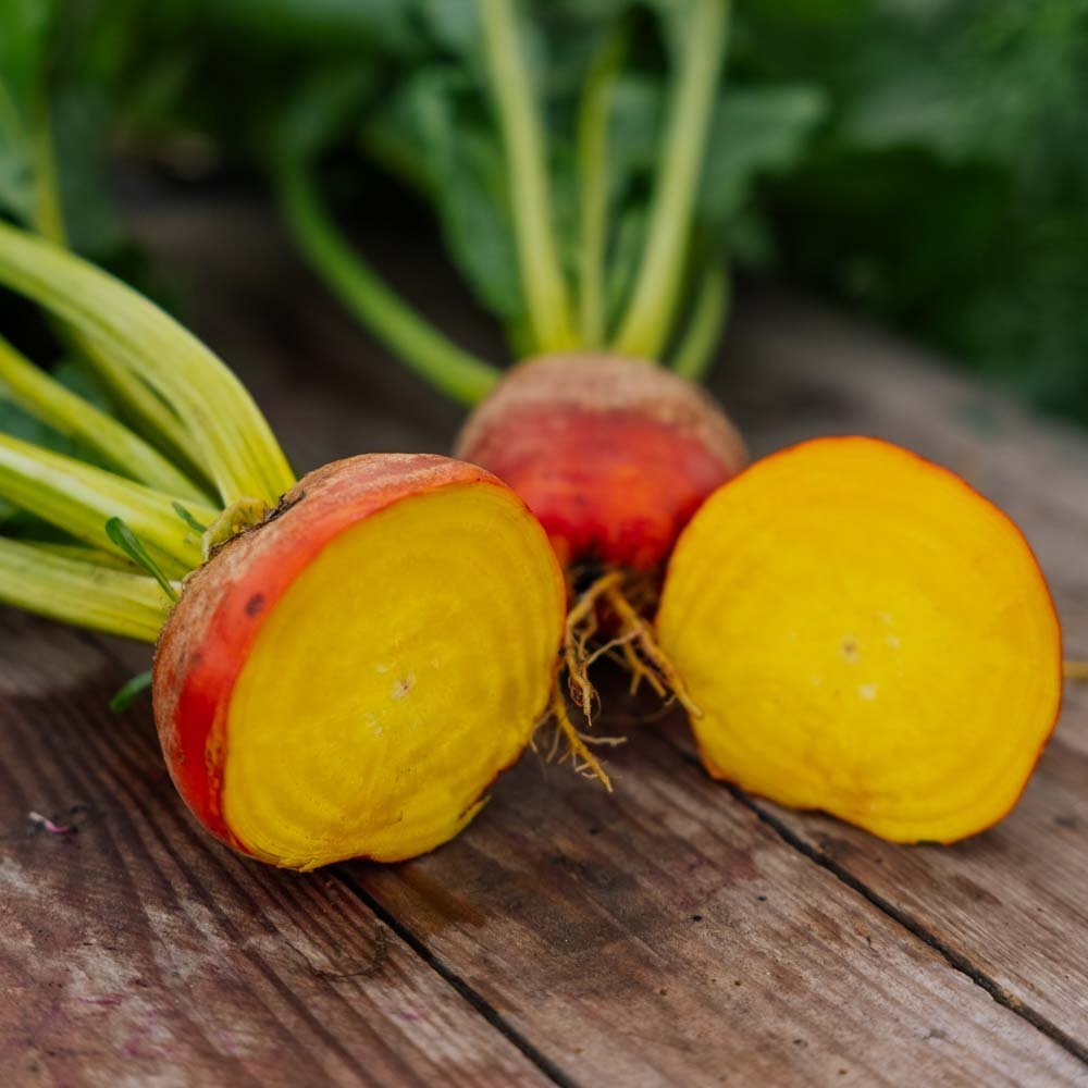 Rødbete frø 'Wintersonne' - 50 Økologiske Frø