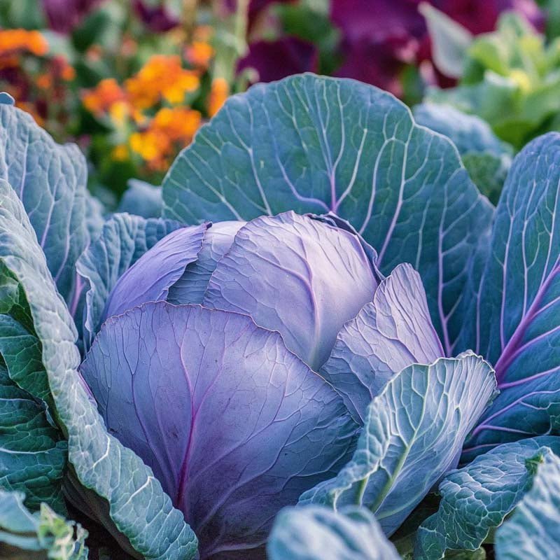 Rødkål frø 'Amarant' - 40 Økologiske Frø