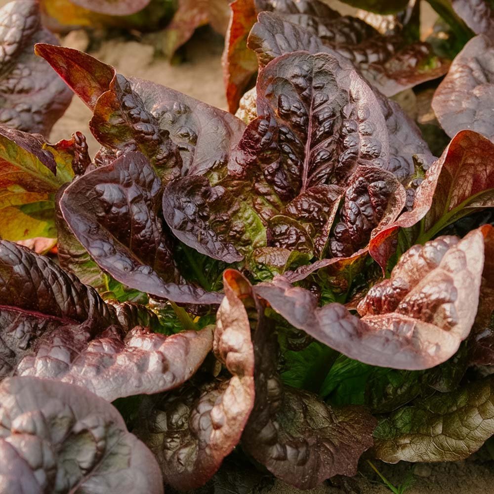 Romanosalat frø 'Little Leprechaun' - 300 Økologiske Frø