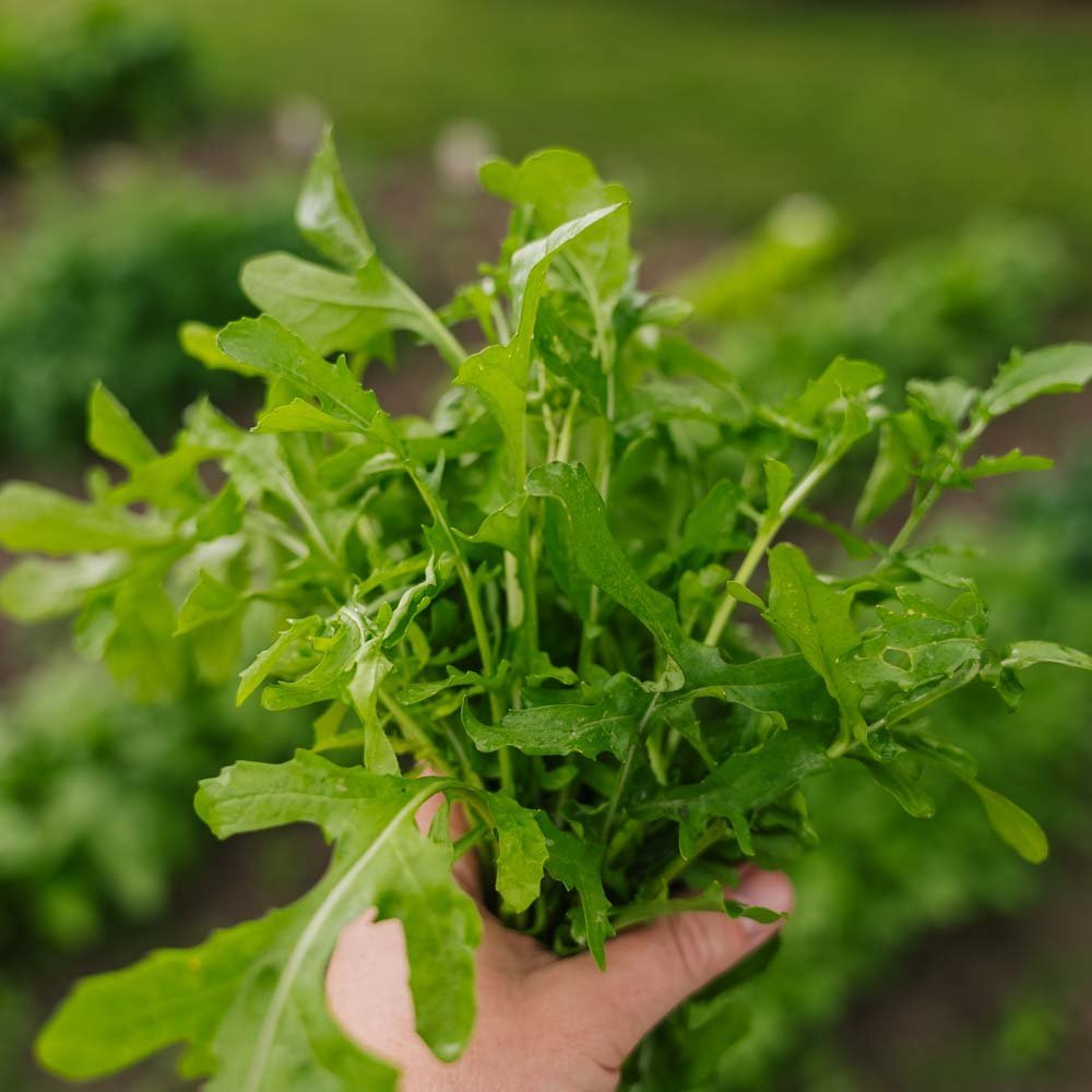 Ruccola frø 'Esmee' - 300 Økologiske Frø