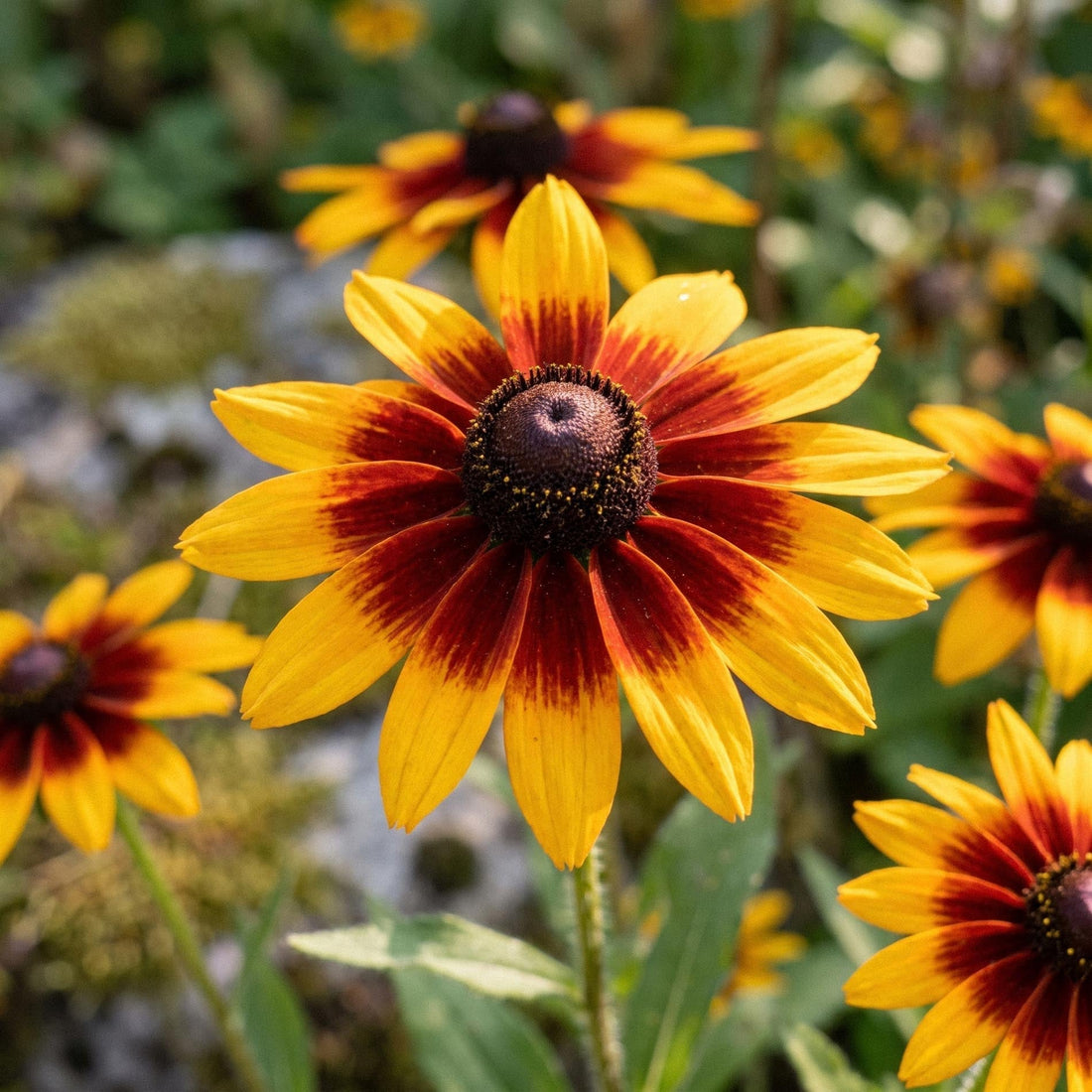 Rudbeckia frø 'Herbstwald' - 100 Økologiske frø