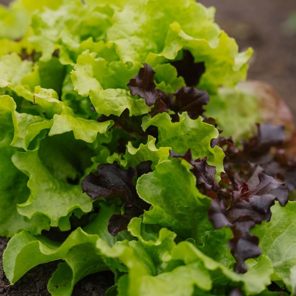 Salat frø 'Mesclun' - 140 Økologiske Frø