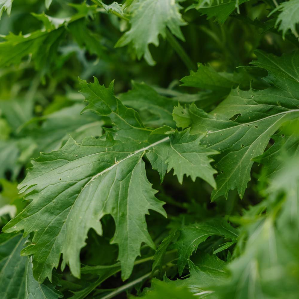 Salat frø 'Mizuna' - 100 Økologiske Frø