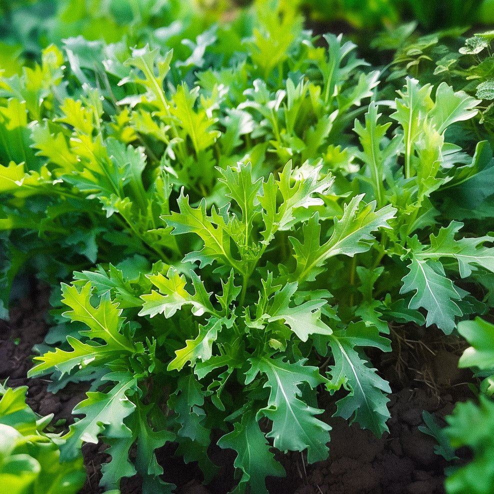 Salat frø 'Mizuna' - 100 Økologiske Frø