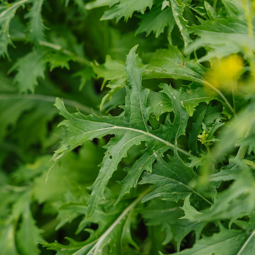 Salat frø 'Mizuna' - 100 Økologiske Frø