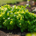 Salat frø 'Salad Bowl' - 100 Økologiske Frø