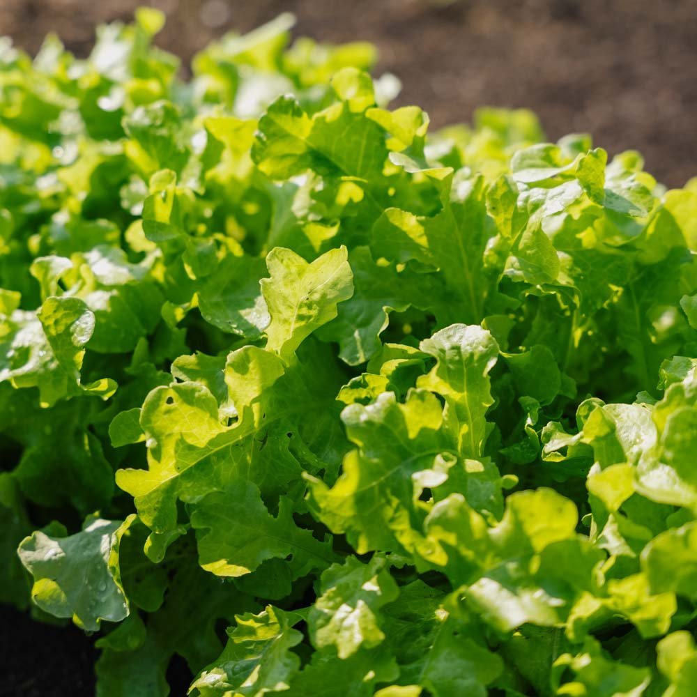 Salat frø 'Salad Bowl' - 100 Økologiske Frø