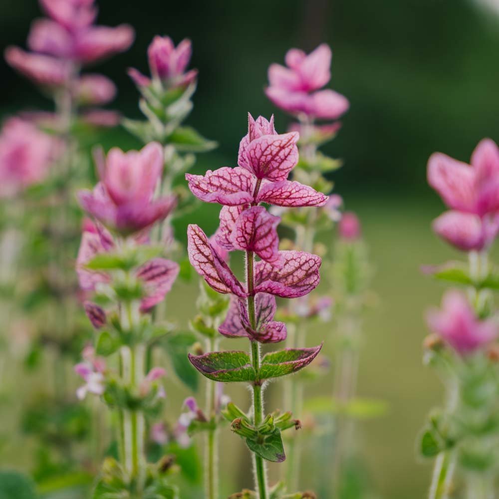 Salvia Viridis frø 'Pink' - 100 Økologiske Frø