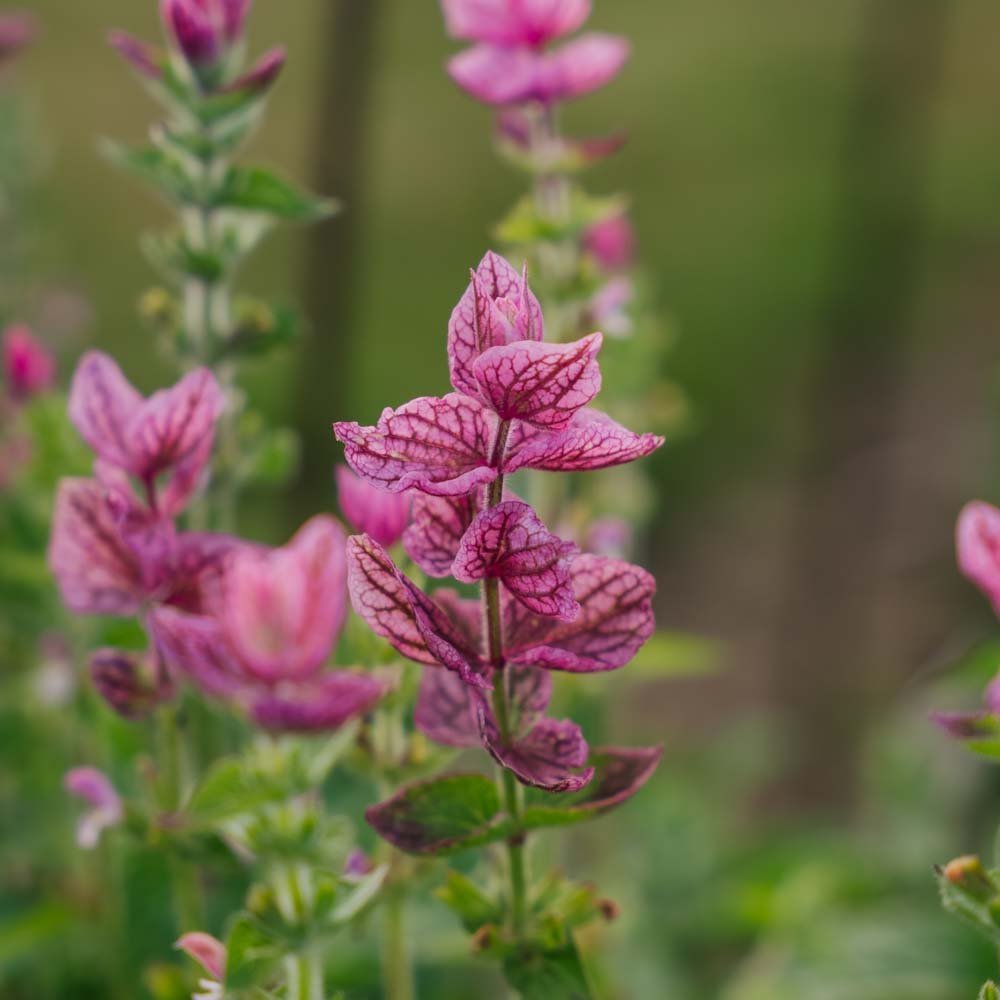 Salvia Viridis frø 'Pink' - 100 Økologiske Frø