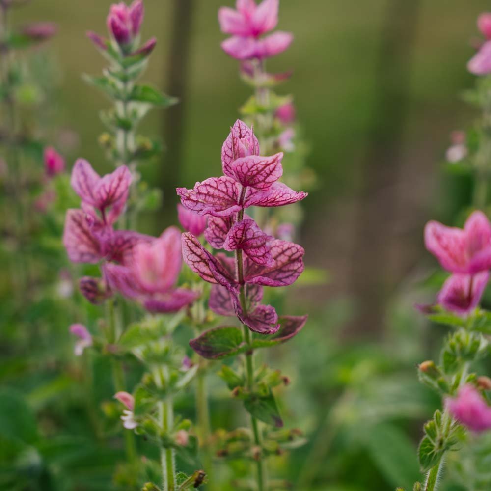 Økologiske Salvia Viridis frø 'Pink' | Frø | Kun 39 kr