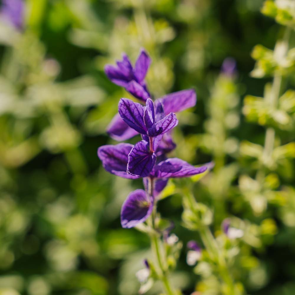 Salvie frø 'Purple' - 50 Økologiske Frø