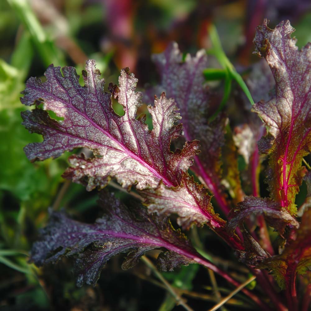 Sennepskål frø 'Rouge metis' - 180 Økologiske Frø
