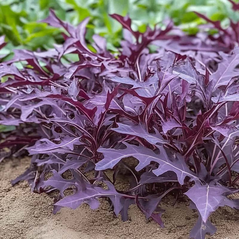 Sennepskål frø 'Rouge metis' - 180 Økologiske Frø