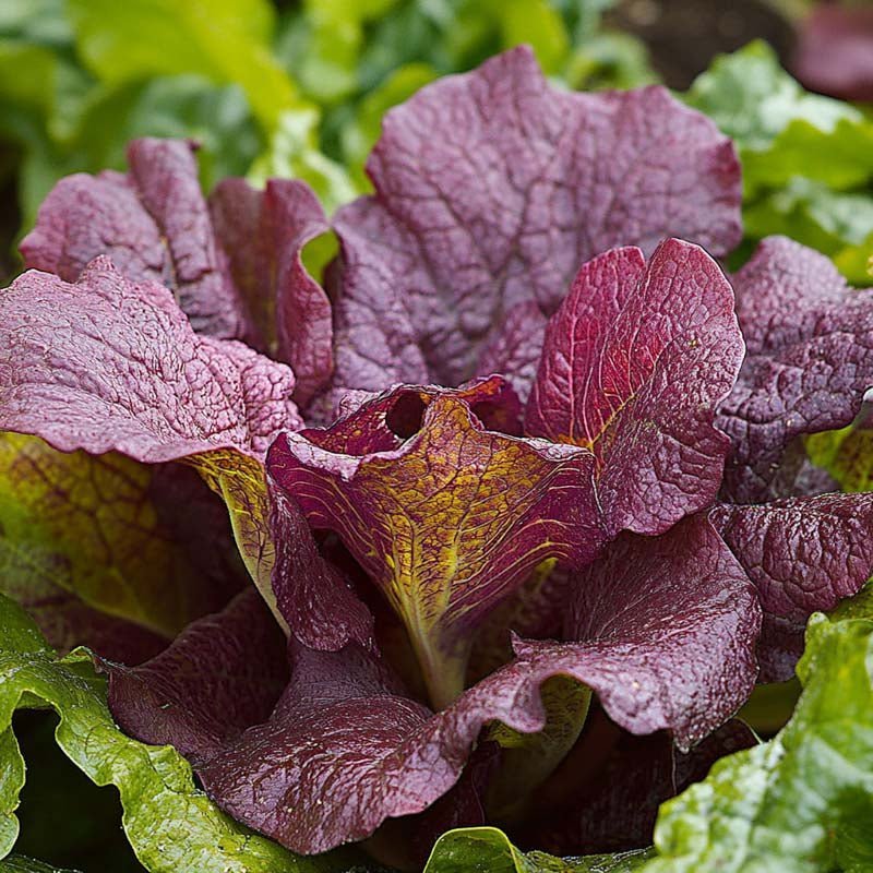 Sennepskål 'Red Giant' - 180 Økologiske Frø