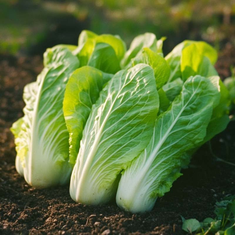 Sikorisalat frø 'Zuckerhut' - 200 Økologiske Frø
