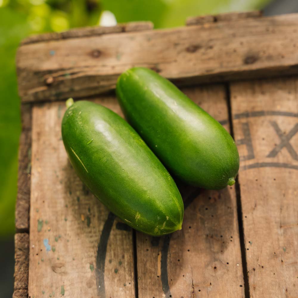 Skoleagurk 'Kaikura F1' - 5 Økologiske Frø
