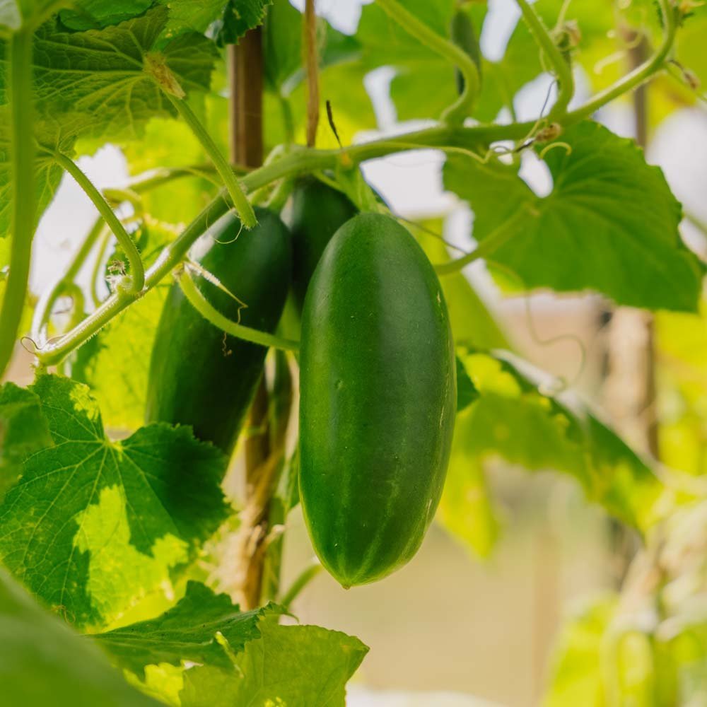 Skoleagurk 'Kaikura F1' - 5 Økologiske Frø