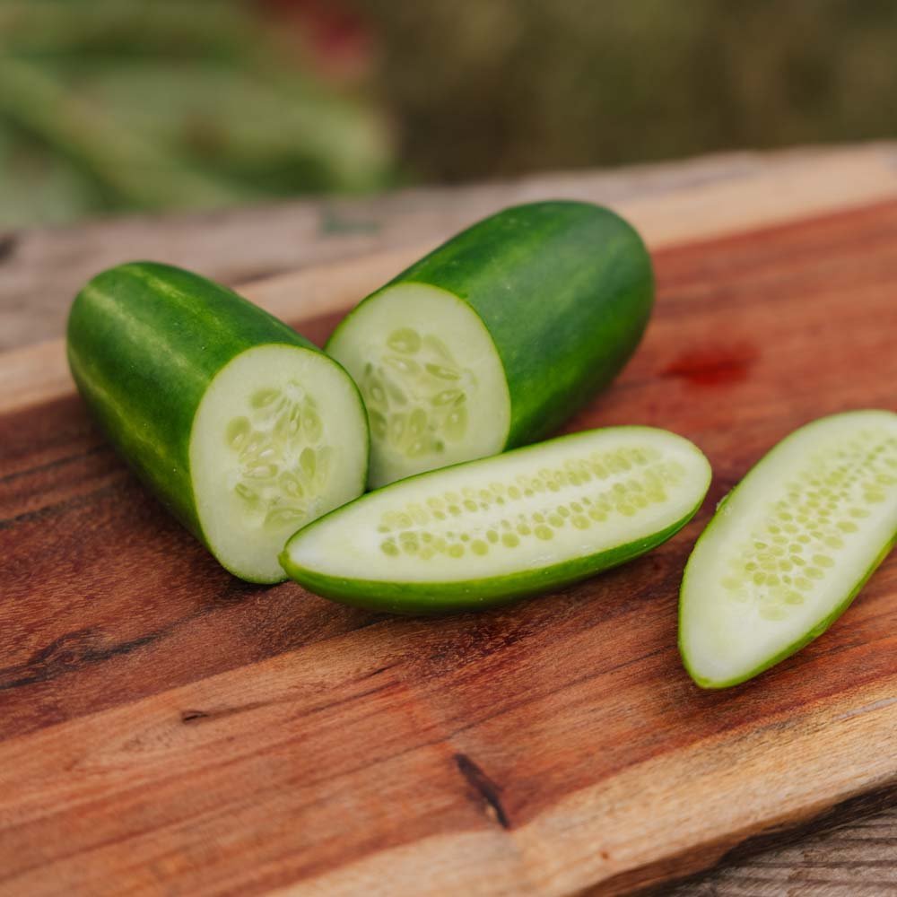 Skoleagurk 'Kaikura F1' - 5 Økologiske Frø