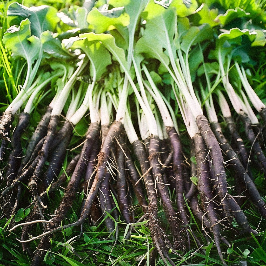 Skorsonerrot frø 'VRN - Enorma' - 50 Økologiske Frø