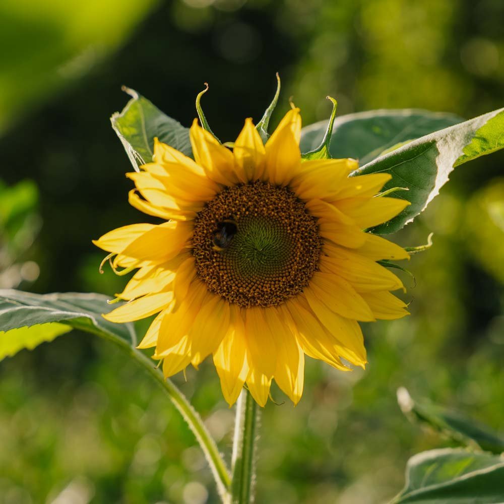 Solsikke frø - 15 Økologiske Frø