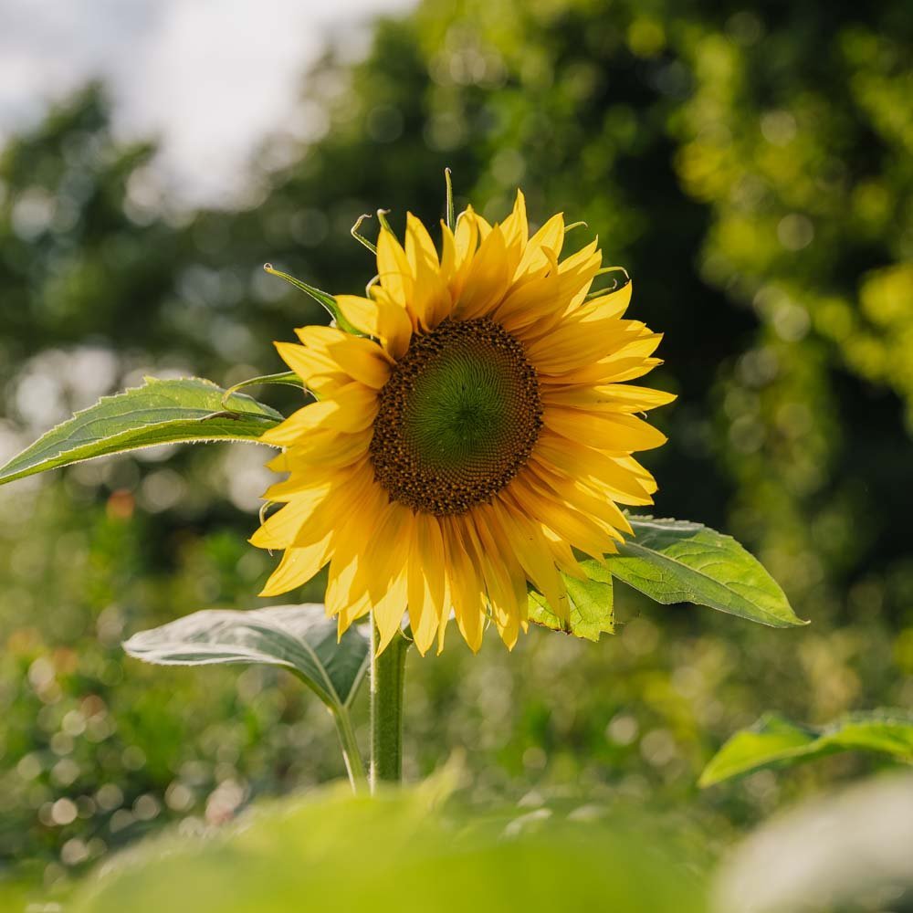 Solsikke frø - 15 Økologiske Frø