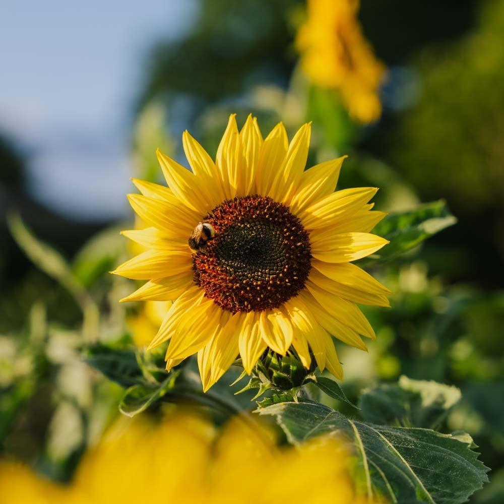 Solsikke frø 'Medium Flowered' - 20 Økologiske Frø