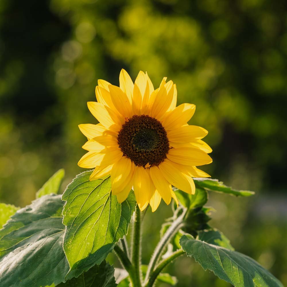Solsikke frø 'Medium Flowered' - 20 Økologiske Frø