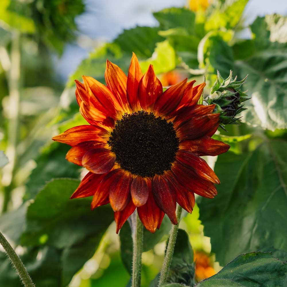 Solsikke frø 'Velvet Queen' - 10 Økologiske Frø