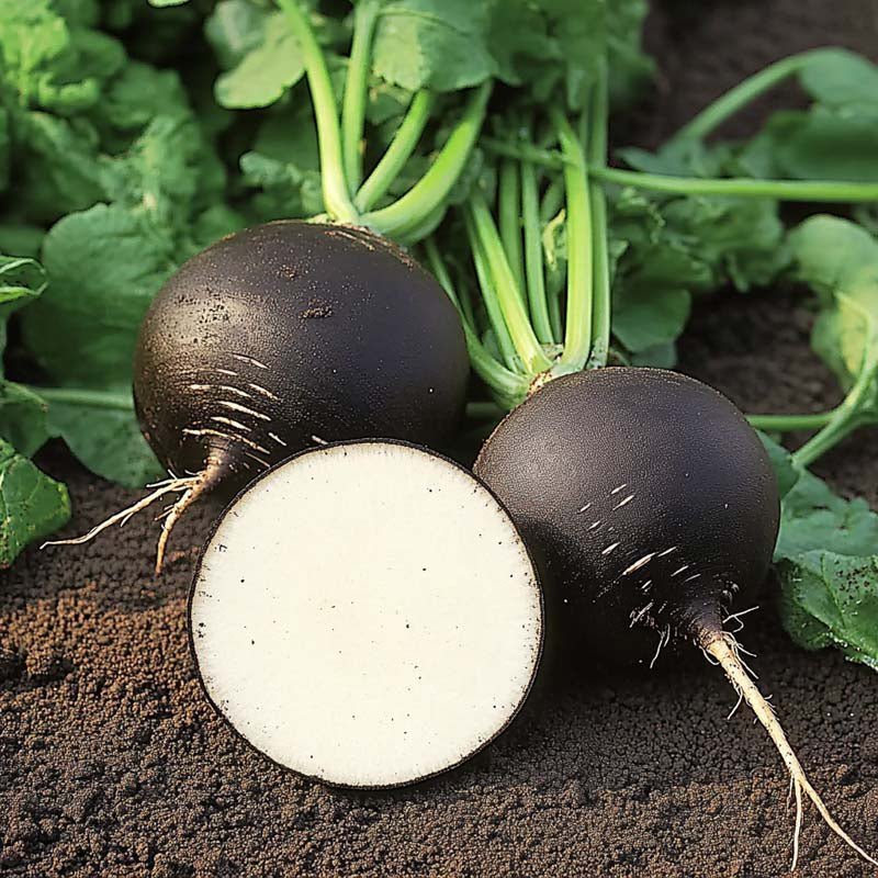Sort Reddik frø 'Black Spanish Round' - 50 Økologiske Frø