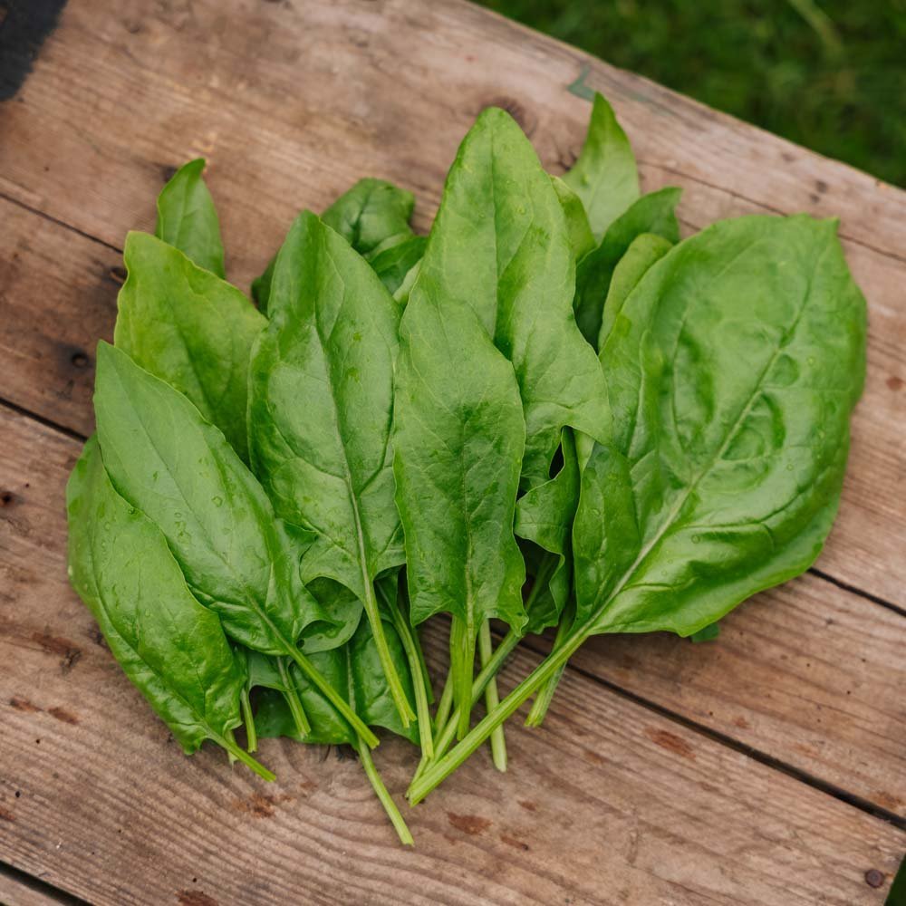 Spinat frø 'Early Giant Leaf' - 125 Økologiske Frø