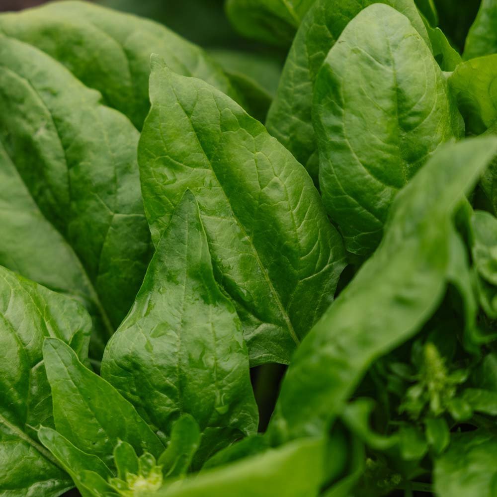 Spinat frø 'Winter Giant' - 200 Økologiske Frø