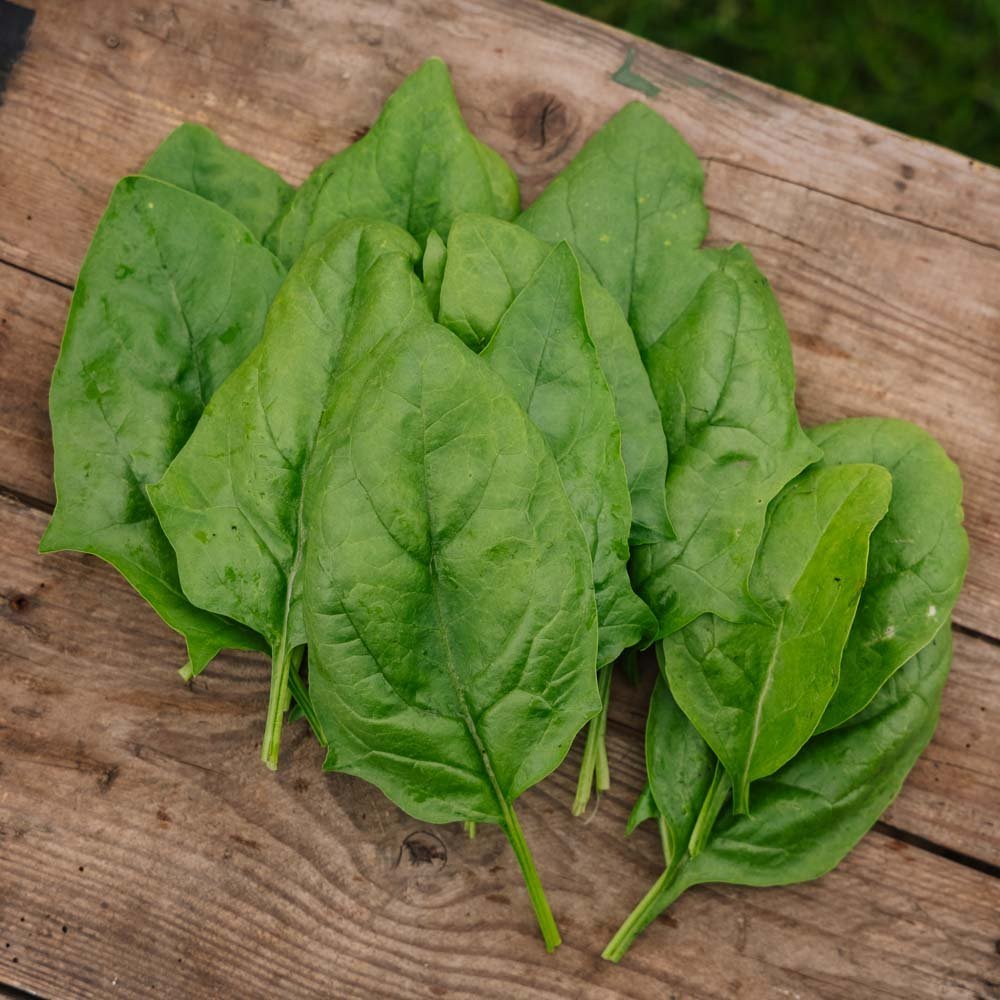 Spinat frø 'Winter Giant' - 200 Økologiske Frø