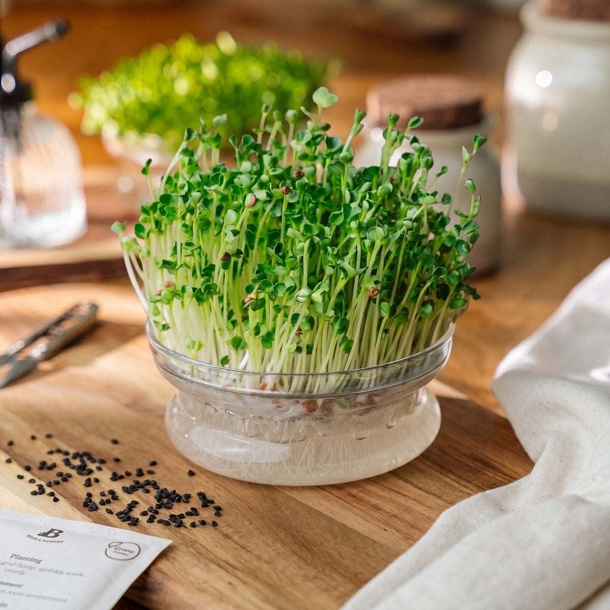 Spirefrø 'Reddik' - 800 Økologiske frø