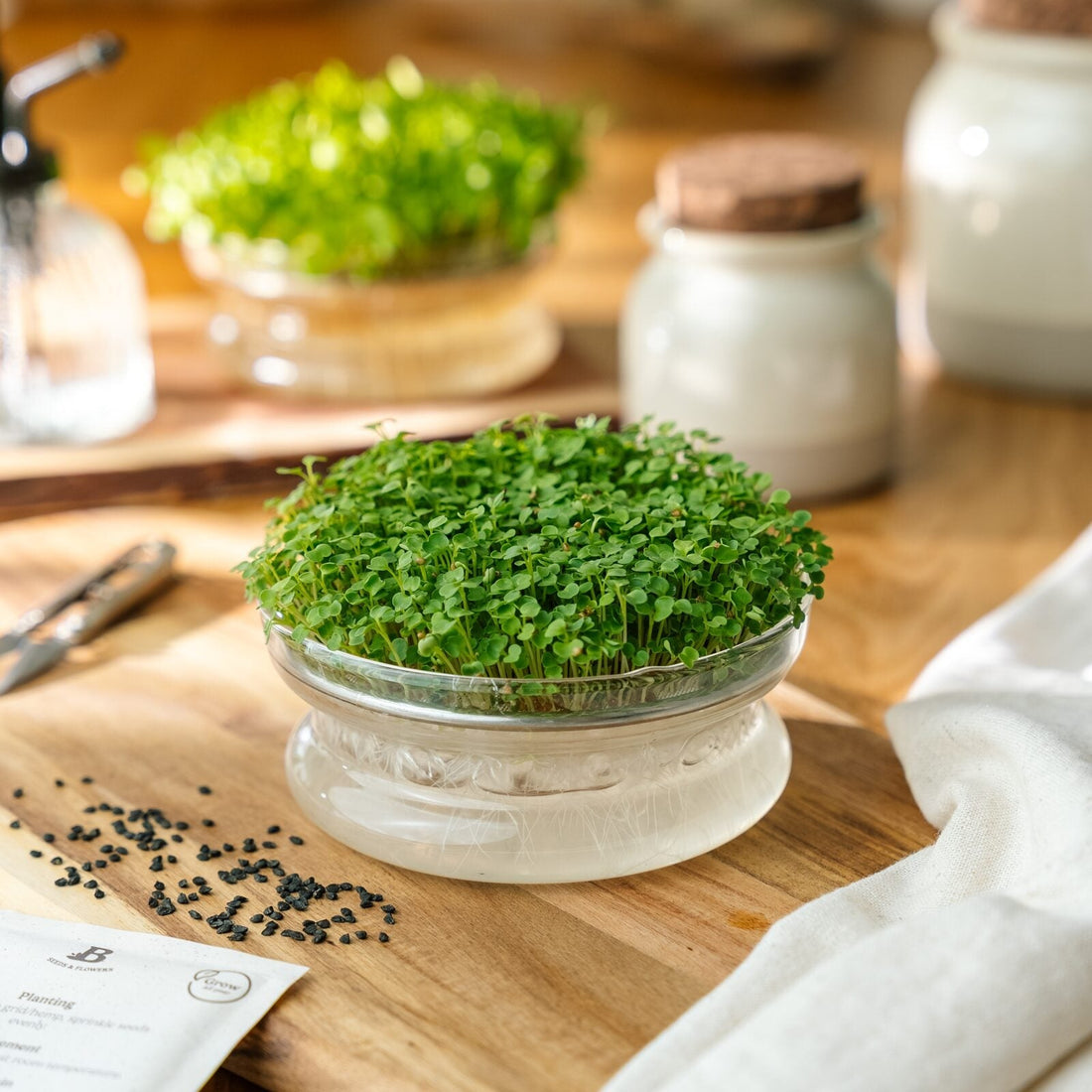 Spirefrø 'Ruccola' - 10000 Økologiske frø