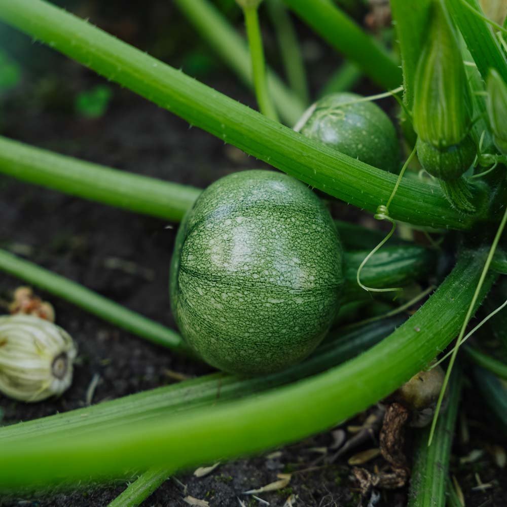 Squash frø 'Ola redonda' - 5 Økologiske Frø